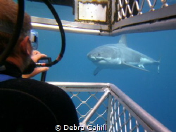 Great White Shark-Cage Diving with Calypso Star Charters ... by Debra Cahill 